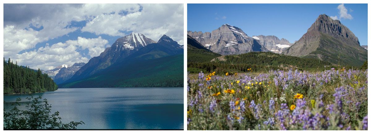 Glacier National Park Lake McDonald and field of wildflowers