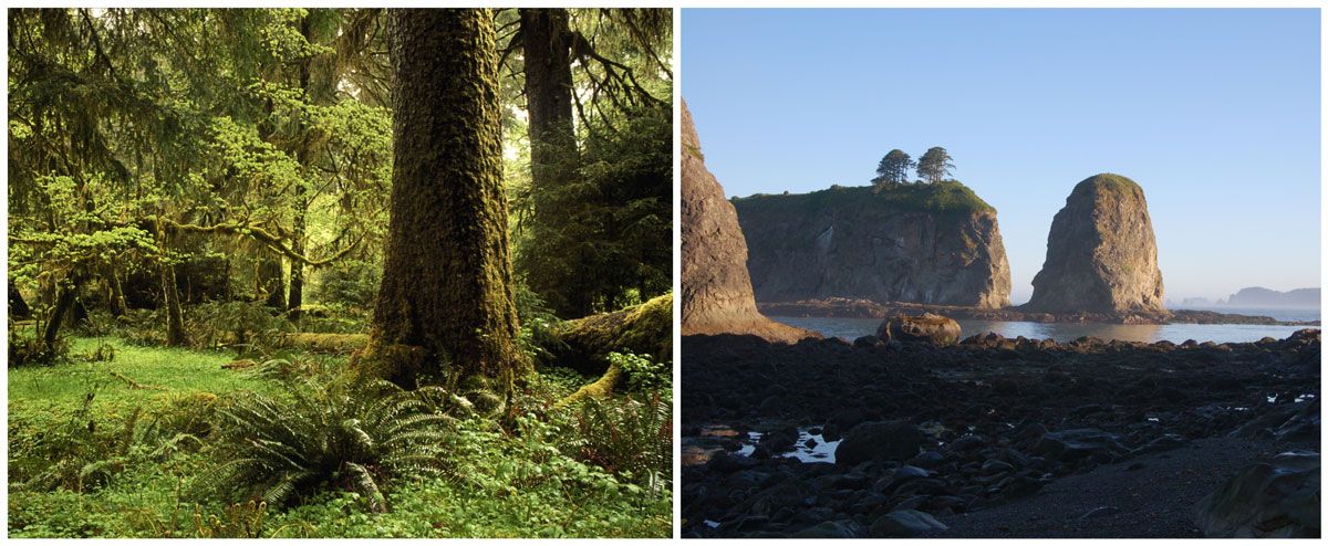 Olympic National Park - rainforest with green lush trees and coast with sea stacks
