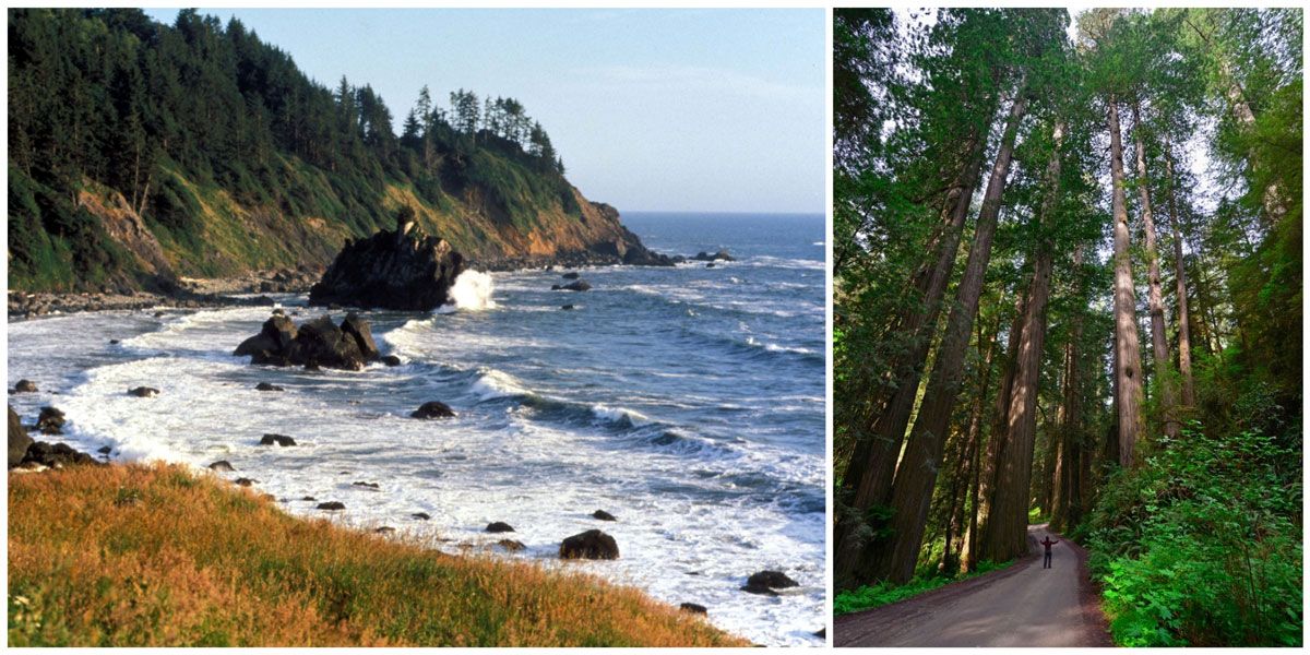 Redwood National Park - coast line and man standing in a grove of tall redwoods