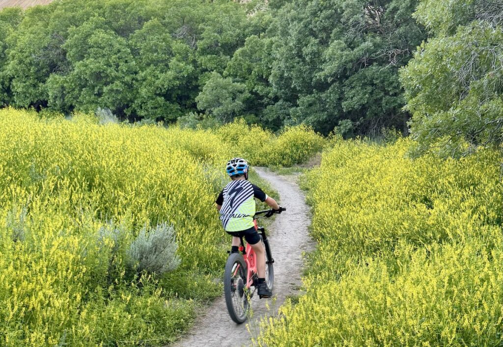 mountain biker cruising through a single track in a field of flowers